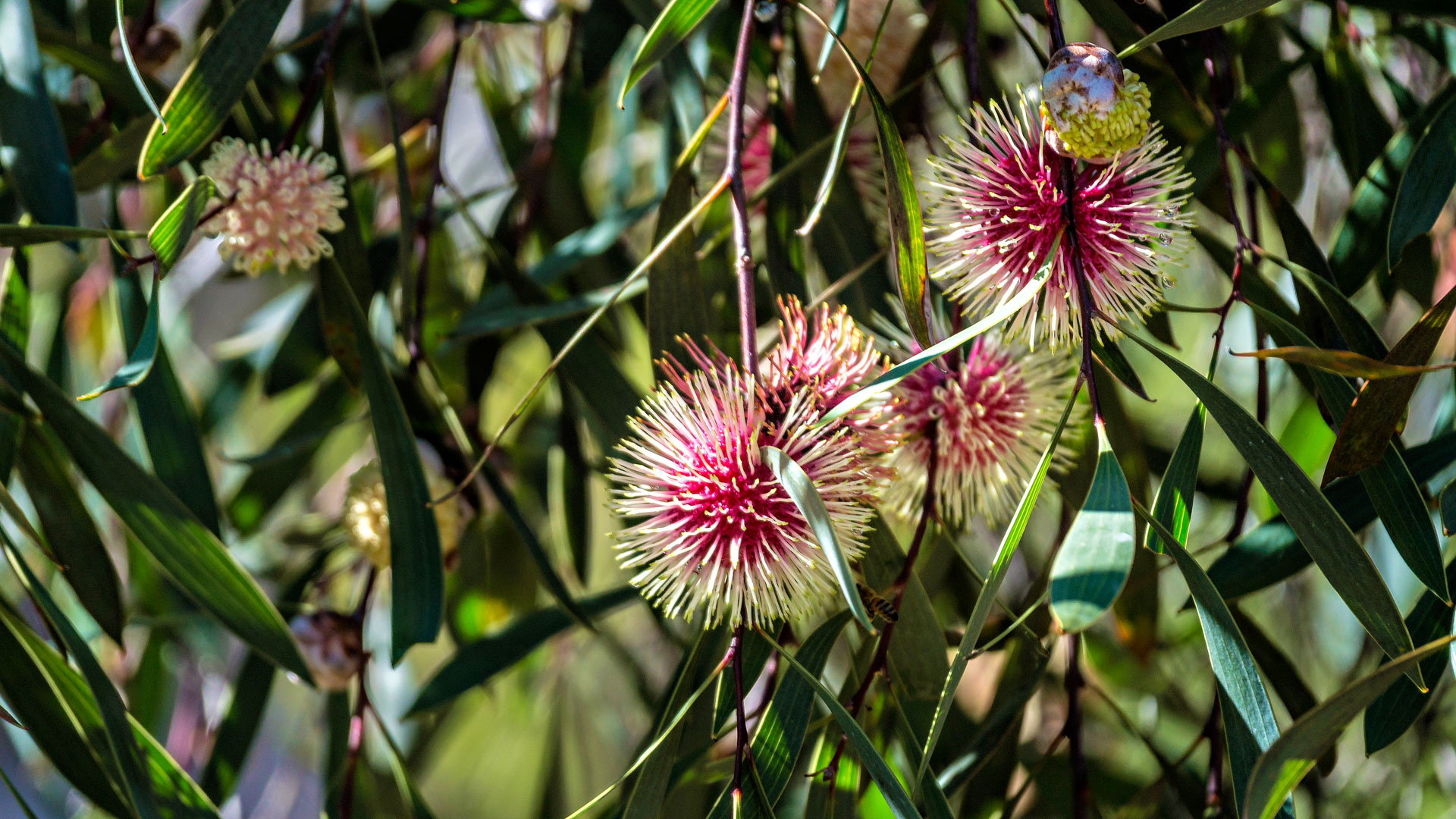 Yanchep National Park